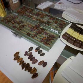 Gilotinou sa prerežú kakaové bôby a sleduje sa ich kvalita